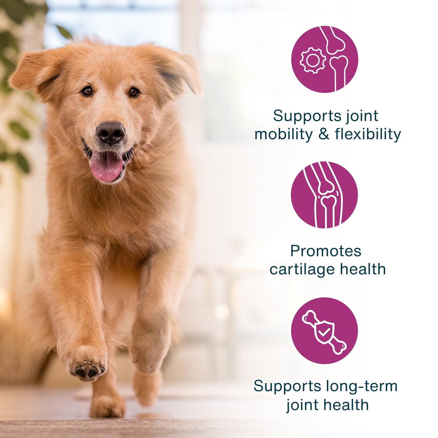 JustFoodForDogs JustFresh Boosts Hip & Joint Support Dog Food Toppers with Glucosamine to Support Hip Mobility & Joint Flexibility, Human-Grade Fresh Pet Meal Booster, 8 oz Pouches - 8 Pack JustFoodForDogsBuy Supplements Australia