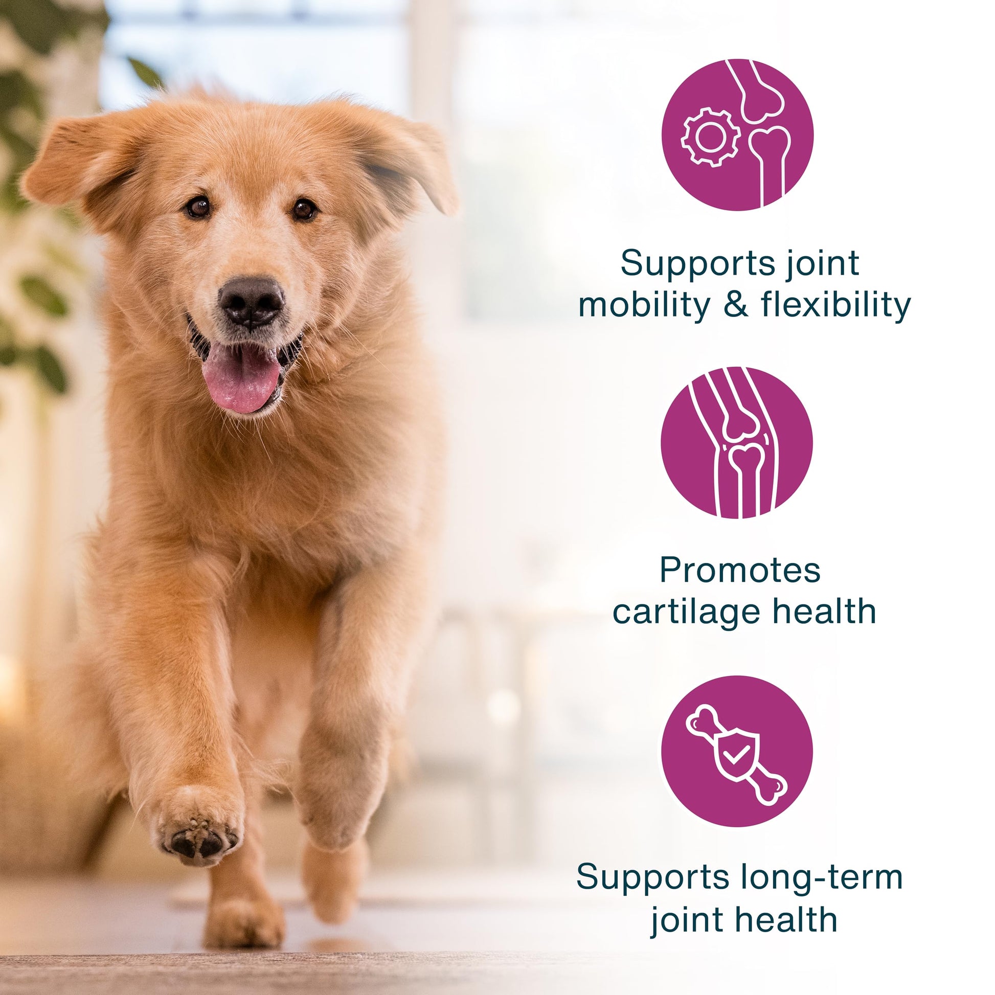 JustFoodForDogs JustFresh Boosts Hip & Joint Support Dog Food Toppers with Glucosamine to Support Hip Mobility & Joint Flexibility, Human-Grade Fresh Pet Meal Booster, 8 oz Pouches - 8 Pack JustFoodForDogsBuy Supplements Australia