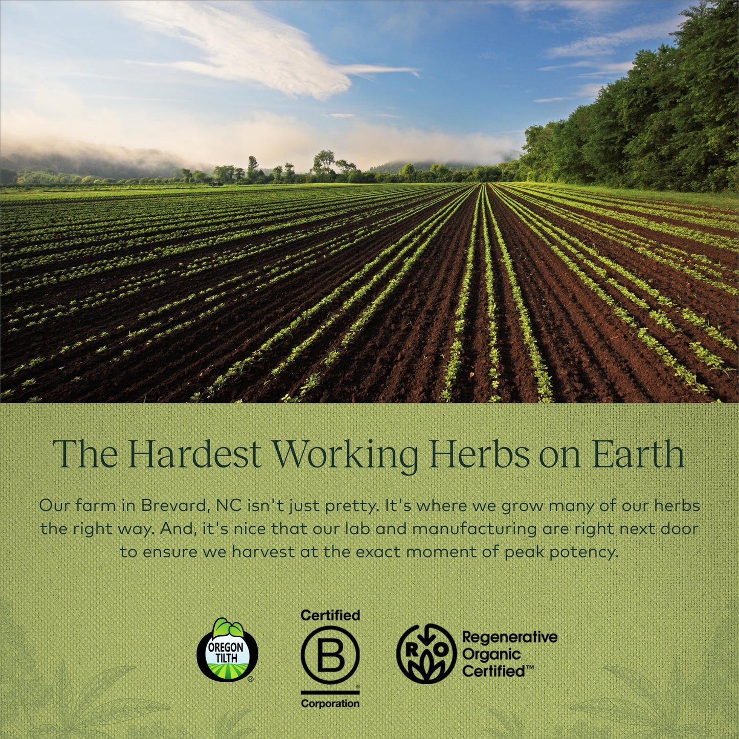 Gaia Herbs Vitex Berry (Chaste Tree) - Supports Hormone Balance & Fertility Gaia HerbsBuy Supplements Australia