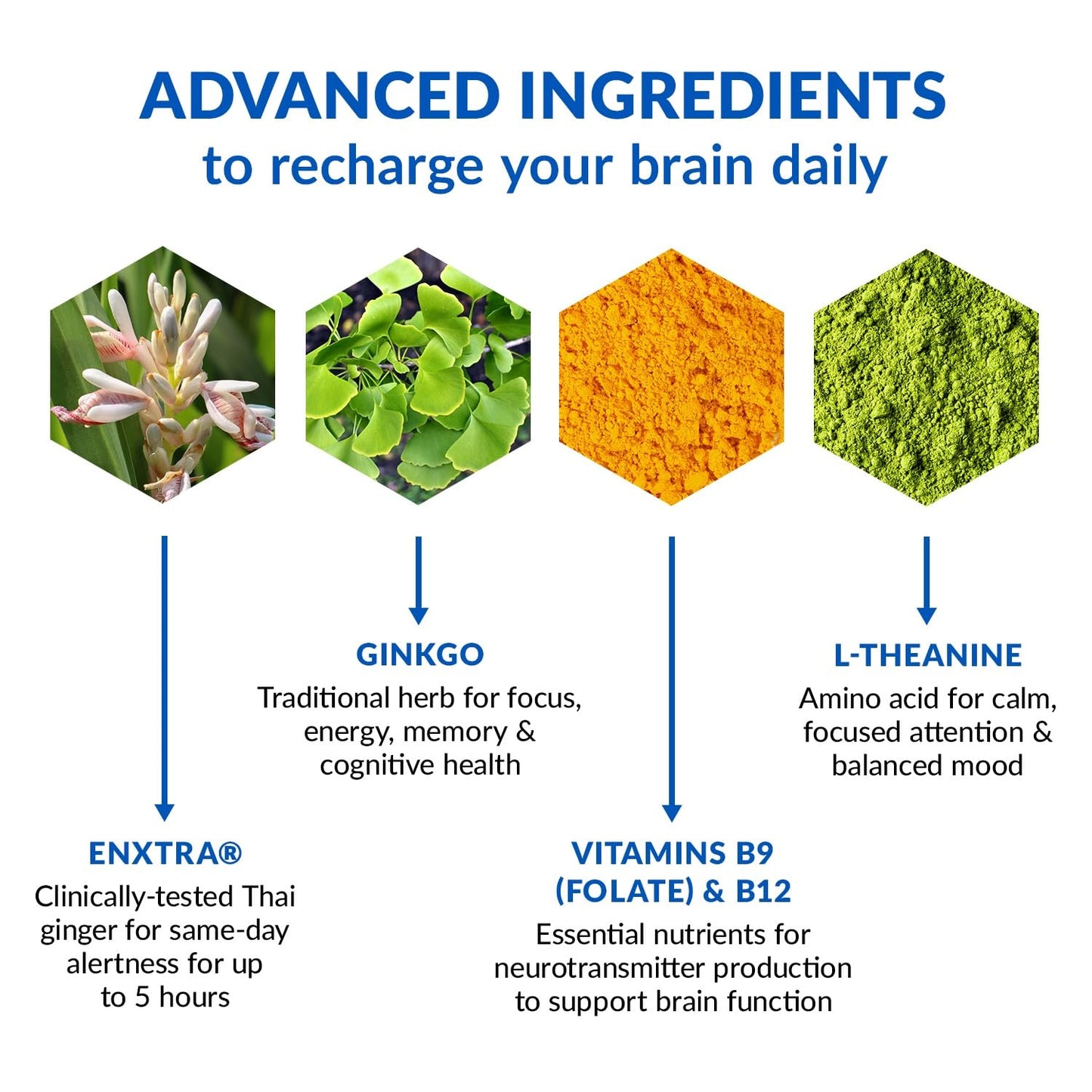 BioTrust Brain Bright – Daily Nootropic Boost for Focus, Concentration, Mental Clarity – Caffeine Free Nootropics Brain Support Supplement – Thai Ginger, Ginkgo, Folate, L-Theanine – 30 Servings - Maple Wellness Supplements