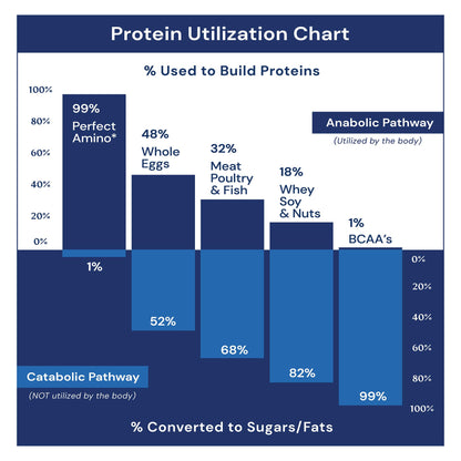 BodyHealth PerfectAmino (300 Tablets) Essential Amino Acid Supplement with EAA, Muscle Recovery, Boost Energy & Stamina, 99% Utilization - Maple Wellness Supplements