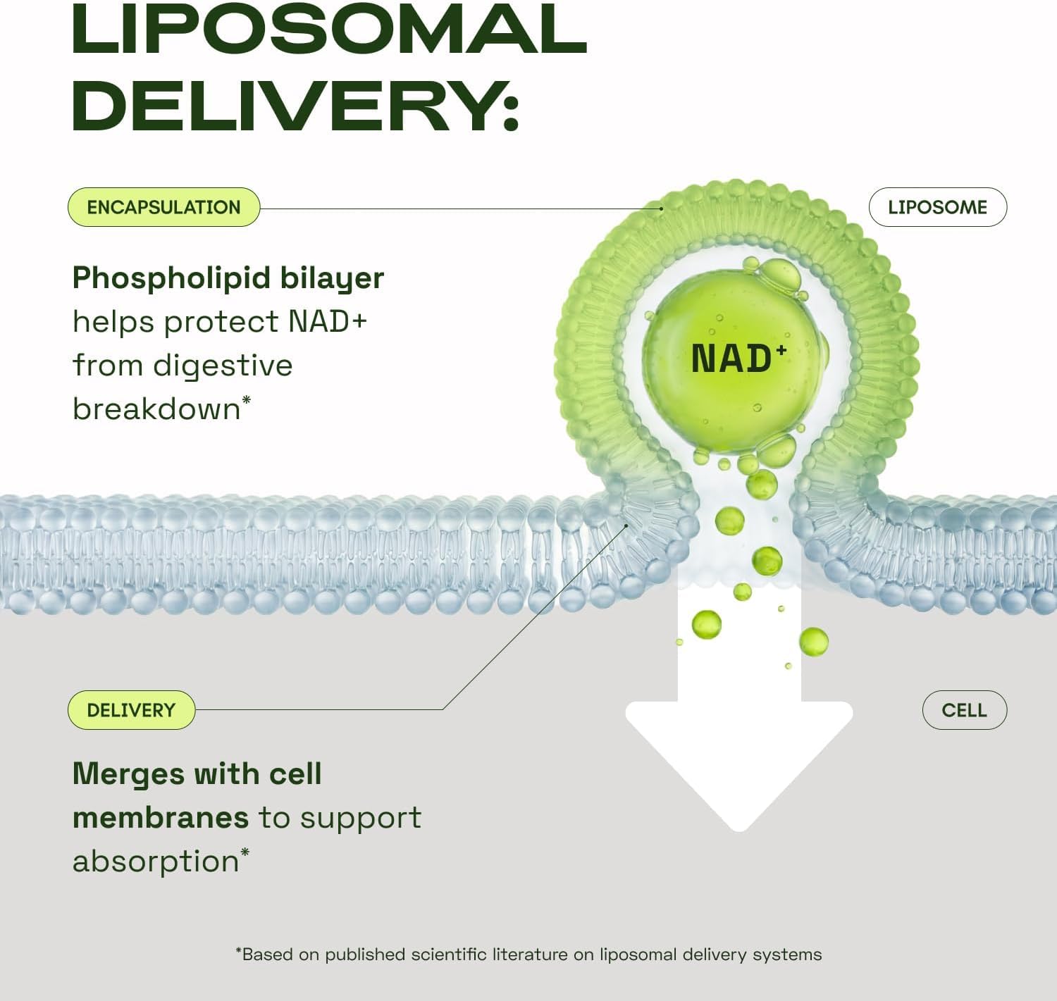Cata-Kor NMN Supplement Alternative – Liposomal NAD+ Supplement - NAD CORE 30-Day Supply 60 Capsules - Maple Wellness Supplements