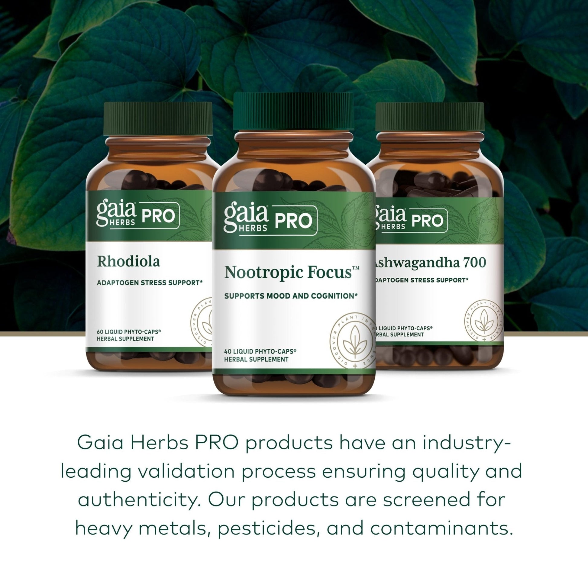 GAIA HERBS PRO Nootropic Focus - Brain Health Support Supplement* - Nootropic Supplement with Saffron, Ginkgo Leaf Extract & Lemon Balm - Vegan, Gluten-Free - 40 Liquid Phyto-Caps (20 Servings) - Maple Wellness Supplements