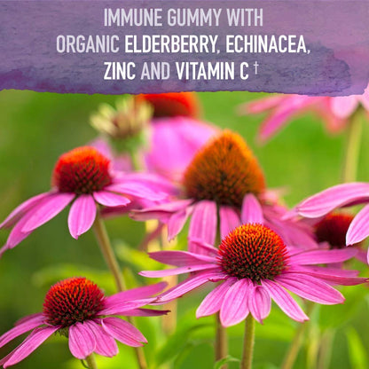 Garden of Life Organics Elderberry Gummies for Adults & Kids - Immune Support Supplement with Organic Fruit, Herbal Blend, Elderberry, Echinacea, Zinc, - Maple Wellness Supplements