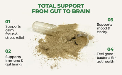Gut-Brain Synergy Probiotic & Nootropic – 30Billion CFU Psychobiotic + Prebiotic with Ashwagandha, L-Theanine & Zinc for Gut Health, Mood Support, Stress Relief, Bloating Relief & Brain Focus & Memory - Maple Wellness Supplements