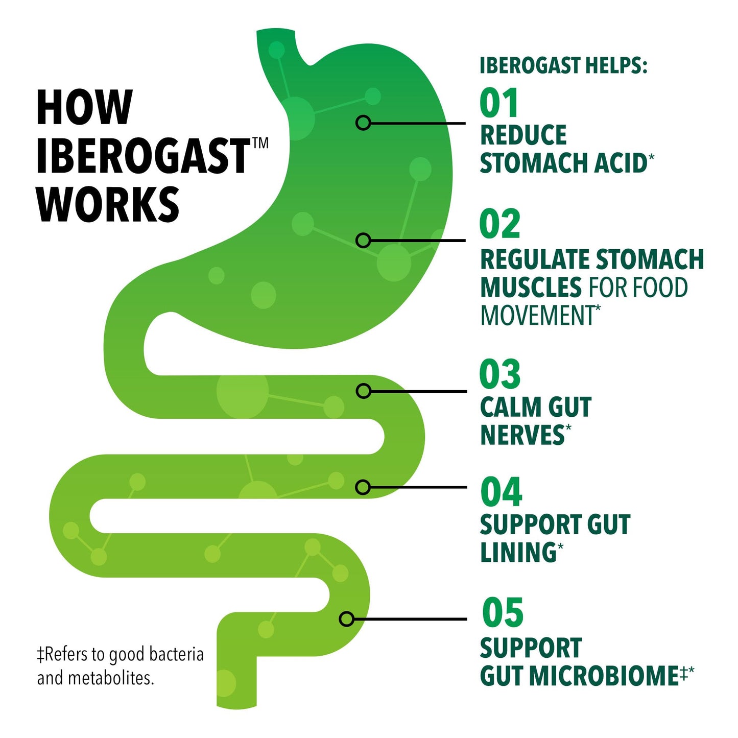 Iberogast Softgels, Herbal Relief of Stomach Upsets: Occasional Indigestion, Bloating, Gas, Nausea, Upset Stomach; 6-Herb Blend with Iberis Amara, - Maple Wellness Supplements