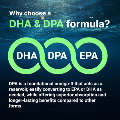 Micro Ingredients Vegan Omega 3 Algae Oil, 240 Veggie Softgels | Fish Oil Alternative | DHA 500mg & DPA 100mg | Carrageenan Free | Plant-Based Omega 3 - Maple Wellness Supplements