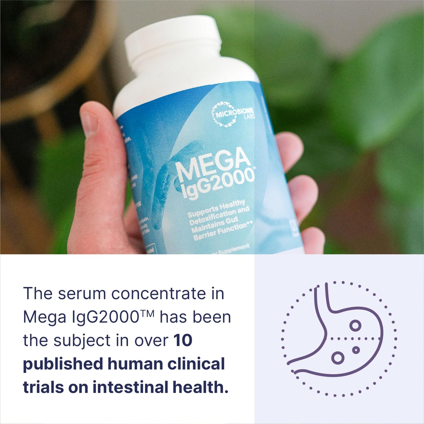Microbiome Labs Mega IgG2000 Capsules - Dairy Free Bovine Colostrum Supplement Alternative - Immunoglobulin Supplement from Bovine Serum to Support Digestive Health (120 Capsules) - Maple Wellness Supplements