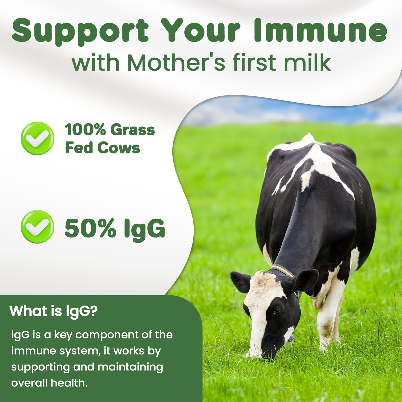 MICYDELAS Bovine Colostrum Supplement Powder 50% IgG Premium Bovine Colostrum for Gut Health Support, Immune Support, Muscle Recovery & Overall Wellness, Grass Fed, Non-GMO, Unflavored, 60 Servings - Maple Wellness Supplements