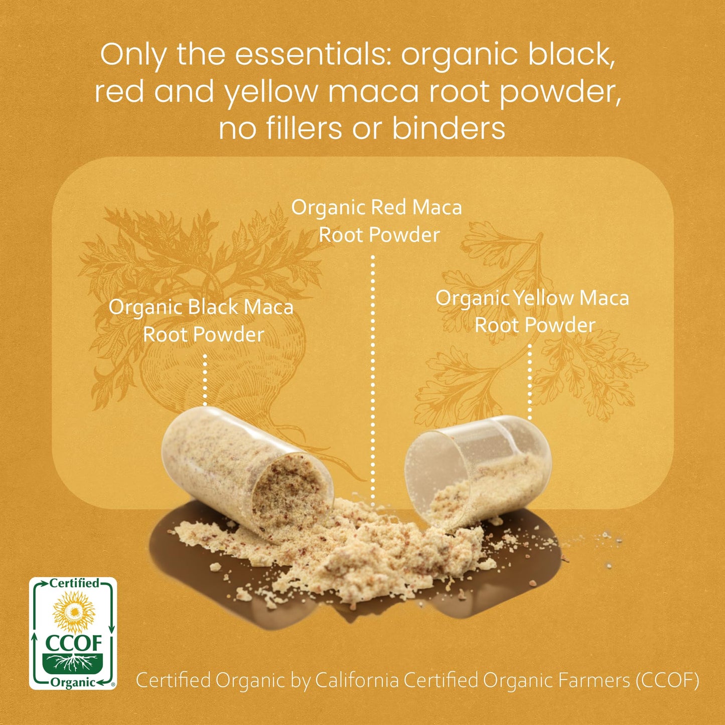NaturaLife Labs Organic Maca Root – Black, Red & Yellow – 1900 mg per Serving – 150 Capsules – Gelatinized Peruvian Maca - Maple Wellness Supplements