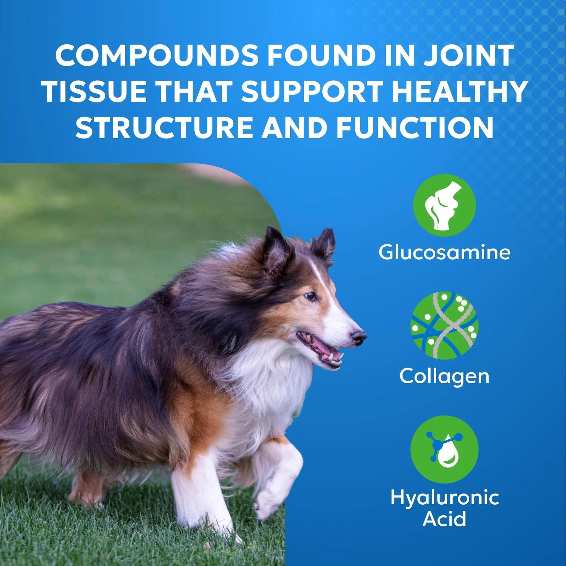 Nutramax Cosequin Elements Dog Joint Health Supplement with Glucosamine, Green Lipped Mussel, Omega-3s, Eggshell Membrane, Hyaluronic Acid, & Postbiotics, 75 Tasty Chewable Tablets for Dogs - Maple Wellness Supplements
