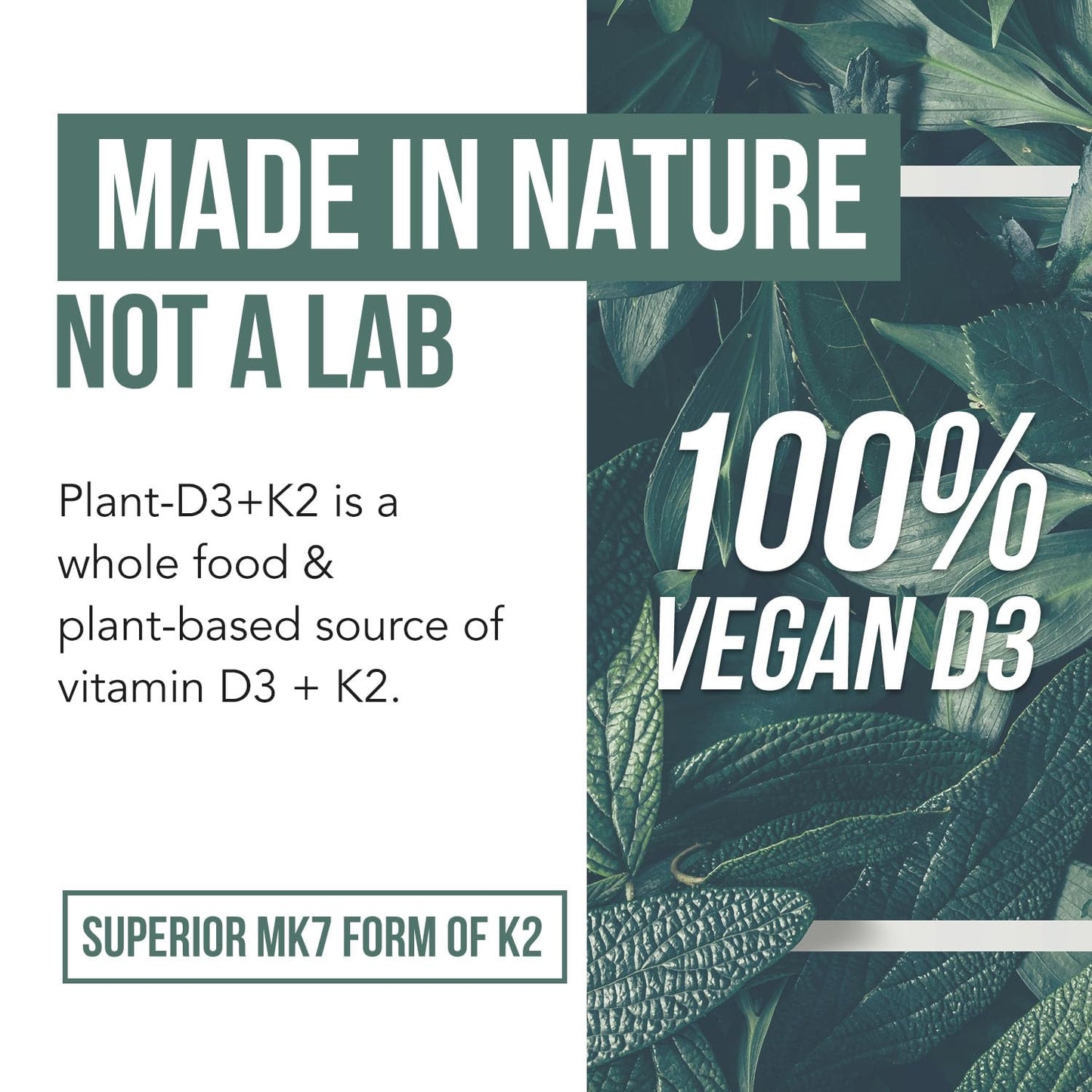 Organic Plant D3 + K2 | 5000 iu D3 + 120 mcg K2 as All-Trans MK7 from MenaQ7® - 100% Whole Food, Raw & Vegan | Enhanced Digestion with Prebiotic - Maple Wellness Supplements