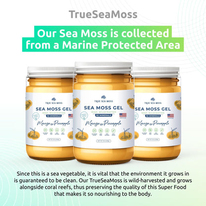 TrueSeaMoss Wildcrafted Irish Sea Moss Gel – Nutritious Organic Raw Seamoss Rich - Maple Wellness Supplements