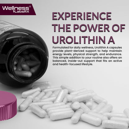 Urolithin A Supplement Capsules 1,000mg (98.9% Pure) – Advanced Urolithin A+ Formula for Cellular Renewal & Mitochondrial Support - Maple Wellness Supplements