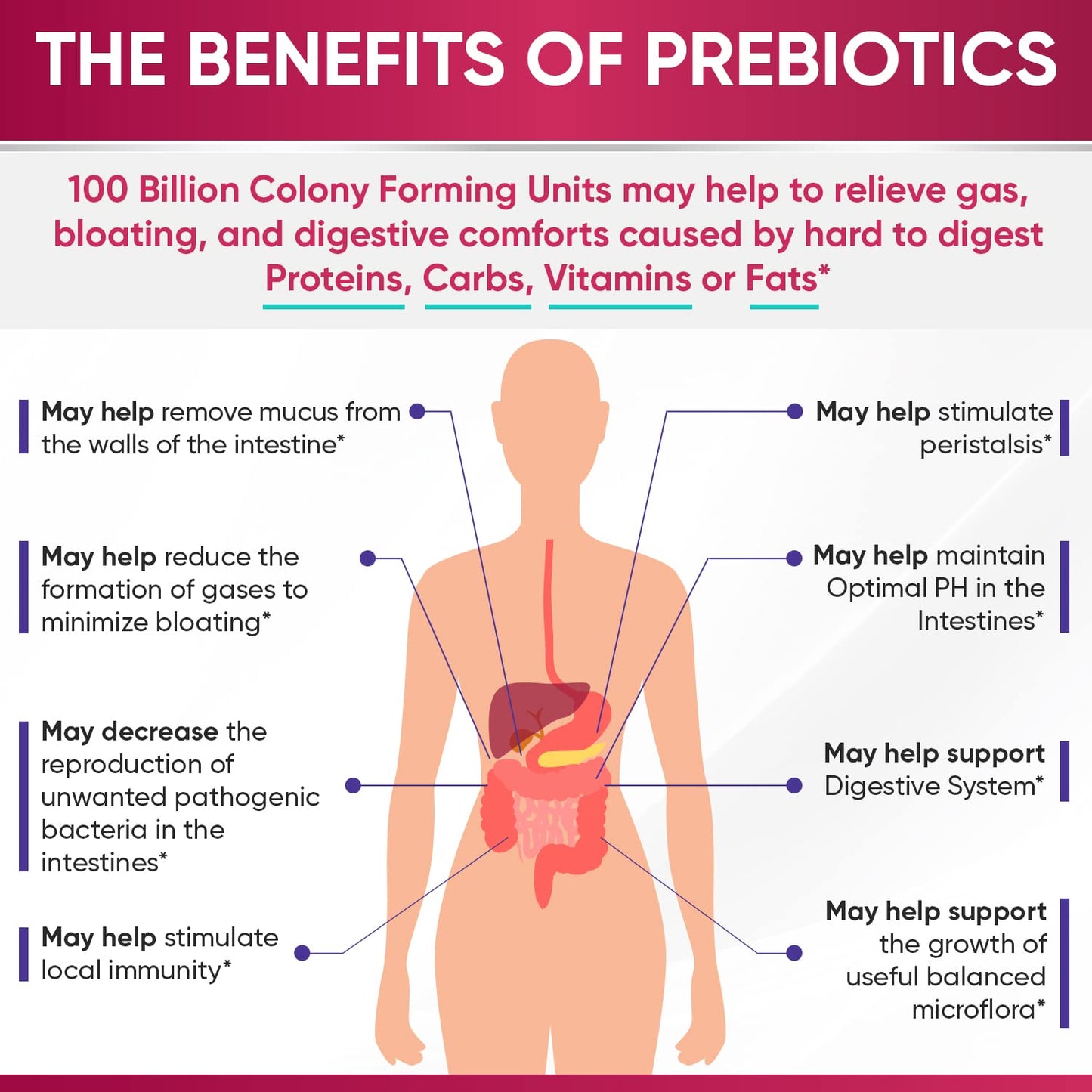 Wholesome Wellness Dr. Formulated Raw Probiotics for Women 100 Billion CFUs Capsules with Prebiotics, Digestive Enzymes - Maple Wellness Supplements